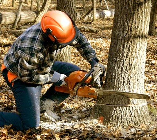 Tree Removal in Belcher, LA